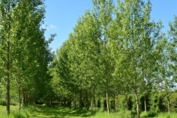 Las choperas el mejor amigo del cambio climático