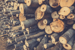 Cuál es la especie de madera más demandada para la fabricación de tablero contrachapado