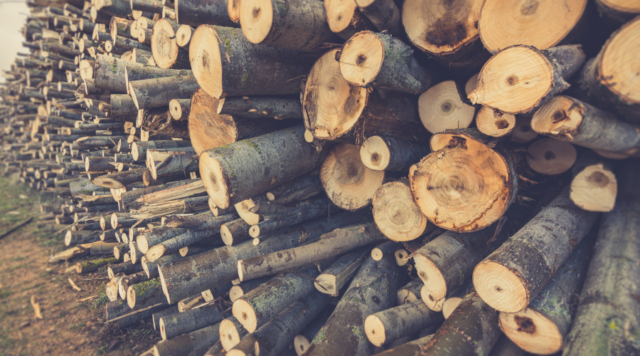 Cuál es la especie de madera más demandada para la fabricación de tablero contrachapado