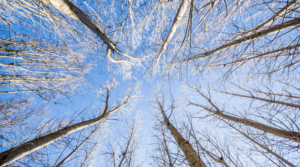 Contrachapado un producto de bajas emisiones