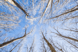 Contrachapado un producto de bajas emisiones