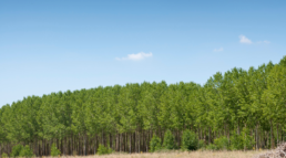 Impacto ambiental de nuestro tablero contrachapado