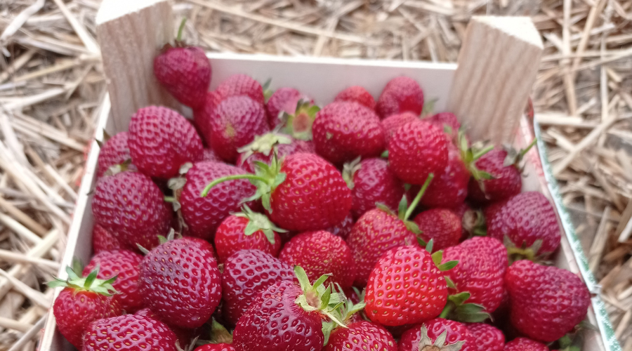 What makes a plywood board safe for food contact