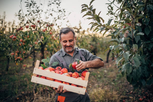 plywood used in fruit and vegetable packaging